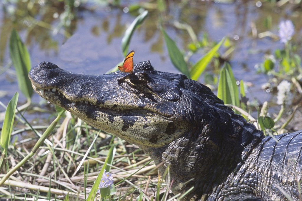 Detail of Black Caiman with Butterfly by Anonymous