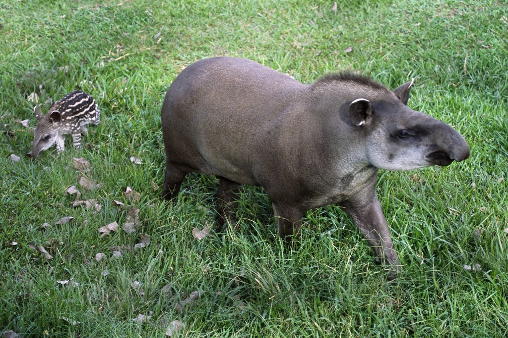 Detail of Brazilian Tapir mother with baby by Anonymous
