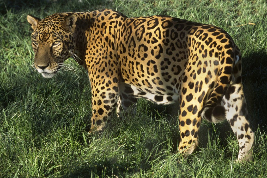 Detail of Jaguar by Anonymous