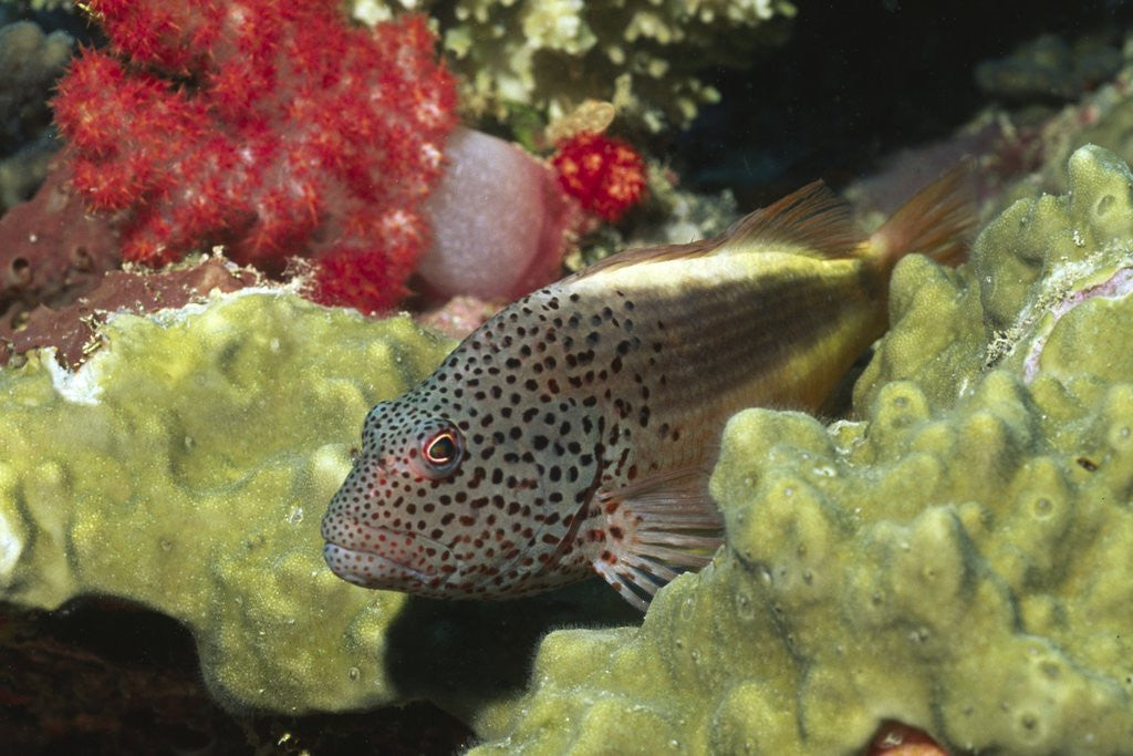 Detail of Freckled Hawkfish by Anonymous