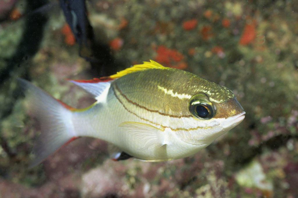 Detail of Bridled Monocale Bream by Anonymous