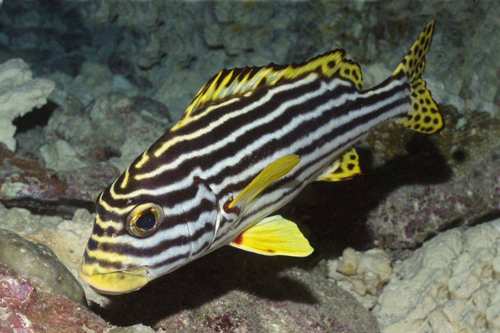 Detail of Oriental Sweetlips by Anonymous