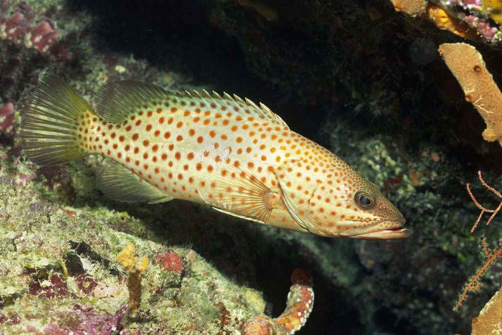 Detail of White-Lined Grouper by Anonymous