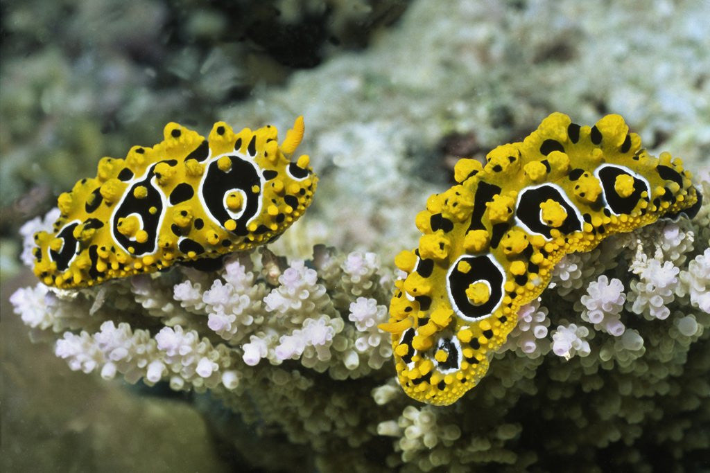 Detail of Ocellated Phyllidia by Anonymous