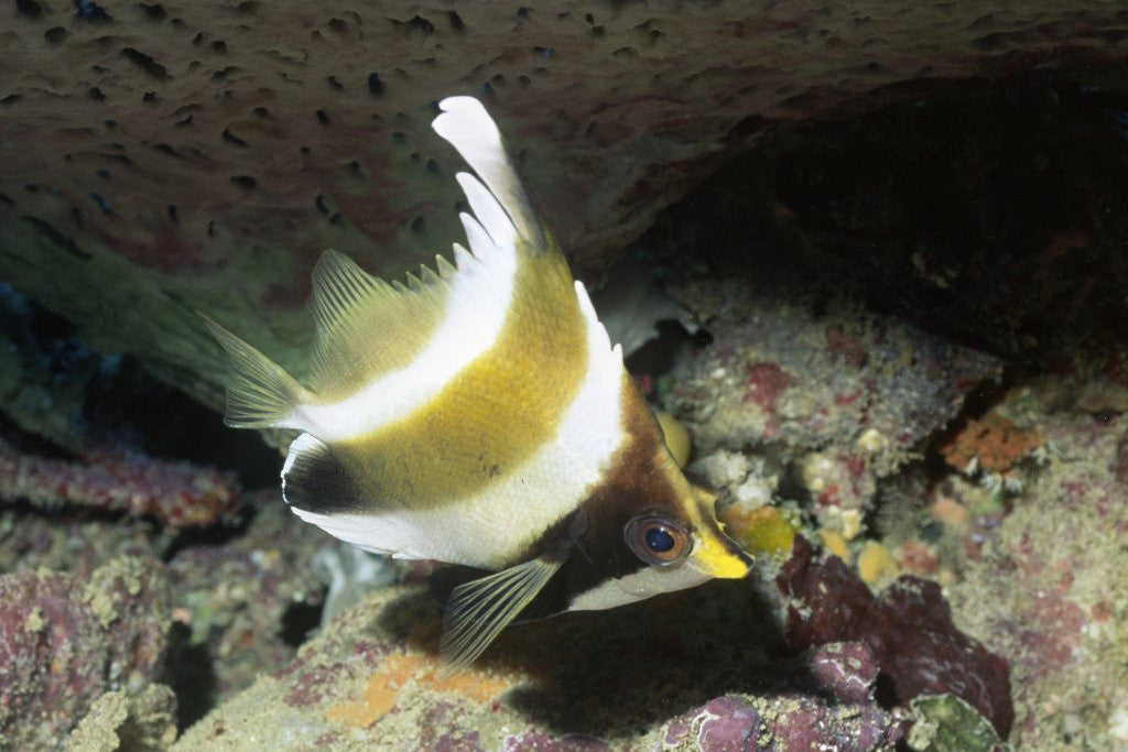 Detail of Pennant Bannerfish by Anonymous