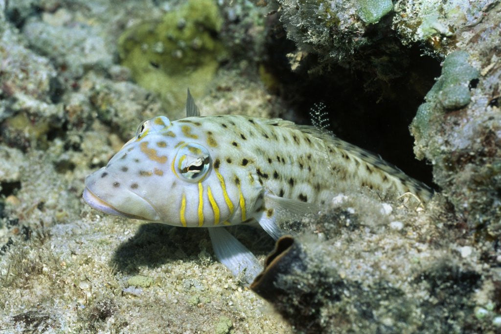 Detail of Speckled Sandperch by Anonymous