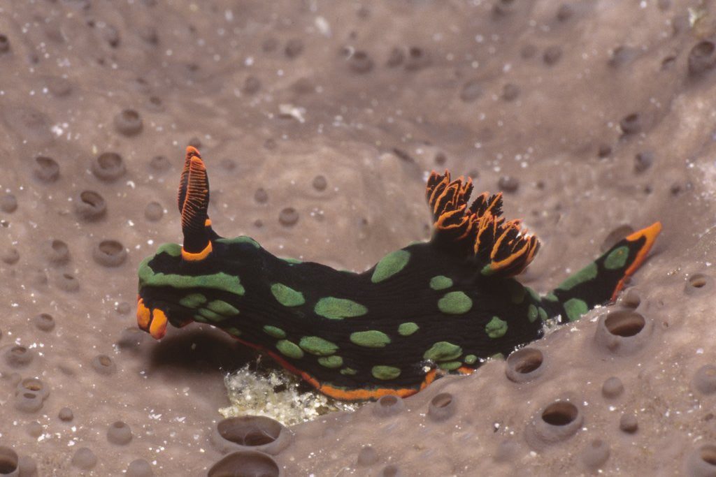 Detail of Kubaryana's Nembrotha by Anonymous