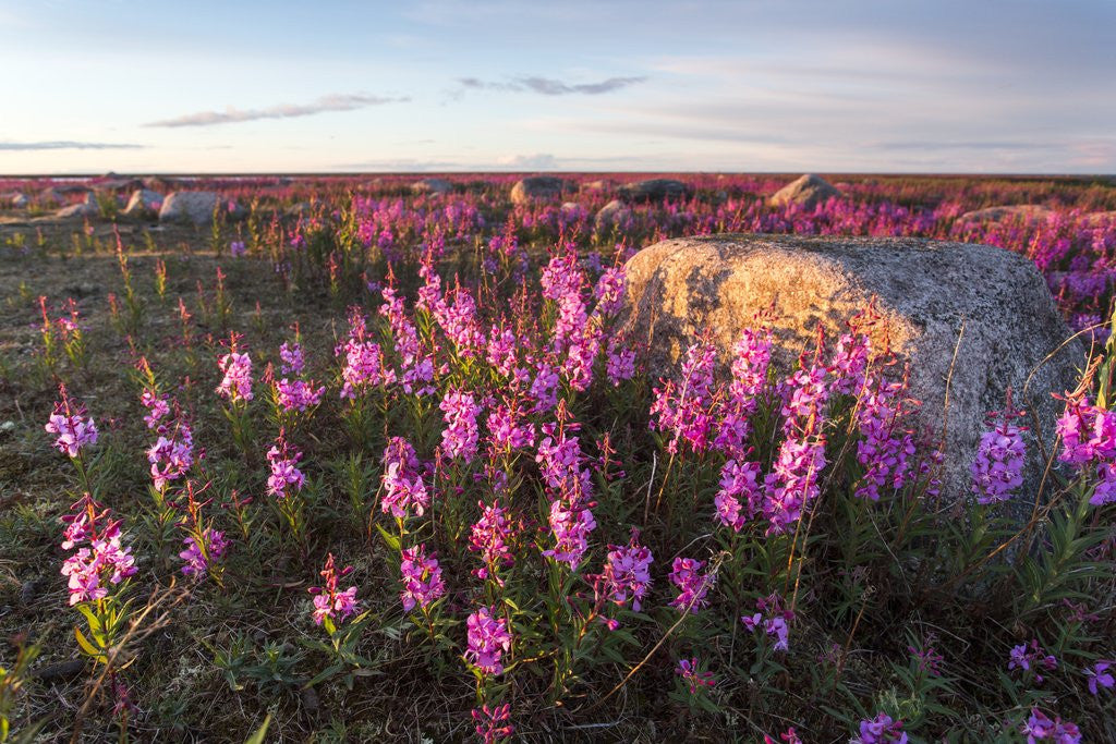 Detail of Fireweed, Hudson Bay, Canada by Anonymous