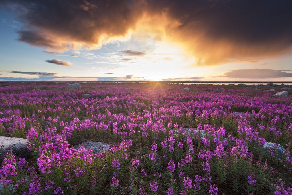 Detail of Fireweed, Hudson Bay, Canada by Anonymous