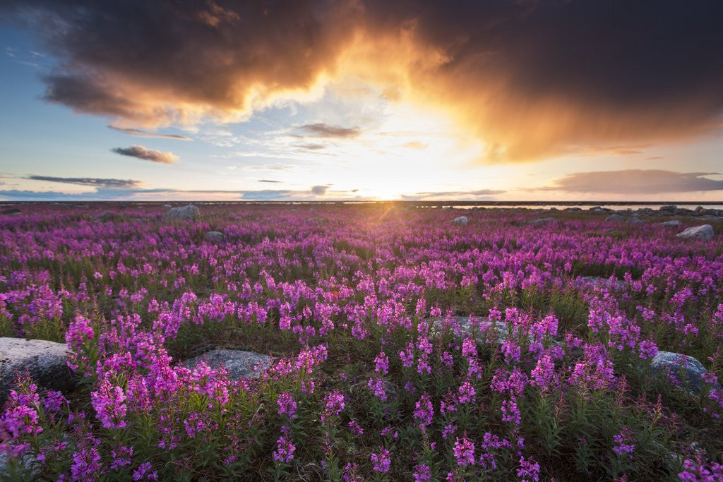 Detail of Fireweed, Hudson Bay, Canada by Corbis
