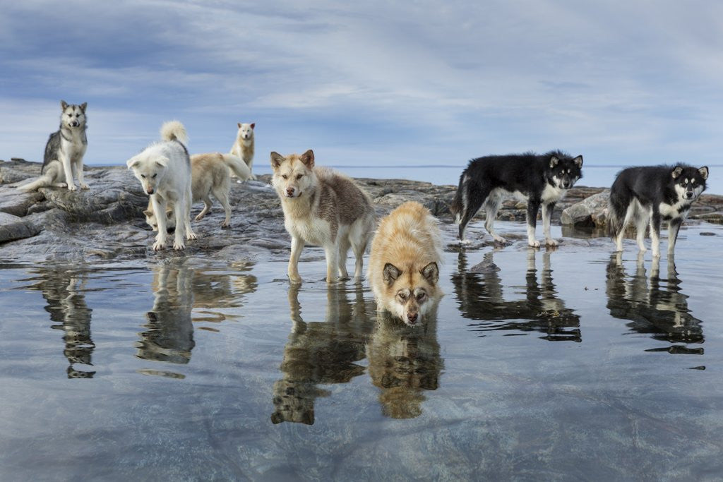 Detail of Sled Dogs, Nunavut, Canada by Anonymous