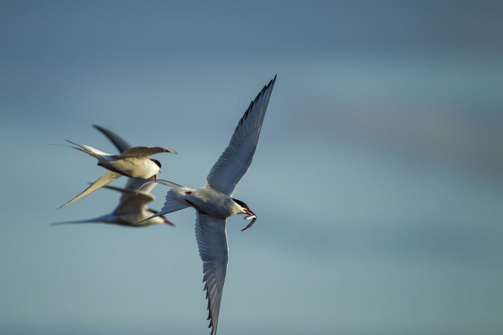 Detail of Arctic Terns, Hudson Bay, Canada by Anonymous