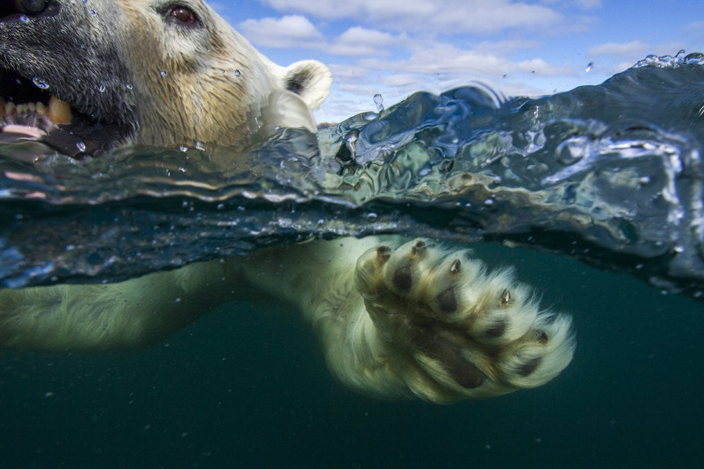 Detail of Underwater Polar Bear, Hudson Bay, Nunavut, Canada by Anonymous
