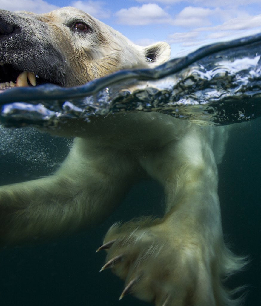 Detail of Underwater Polar Bear, Hudson Bay, Nunavut, Canada by Anonymous
