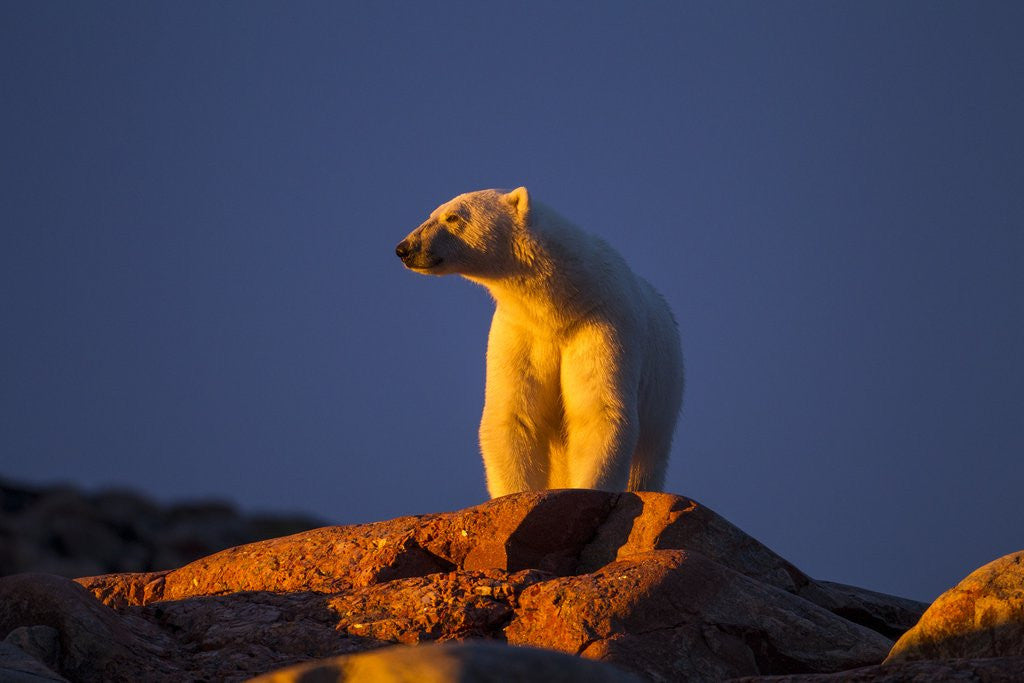 Detail of Polar Bear, Hudson Bay, Nunavut, Canada by Anonymous