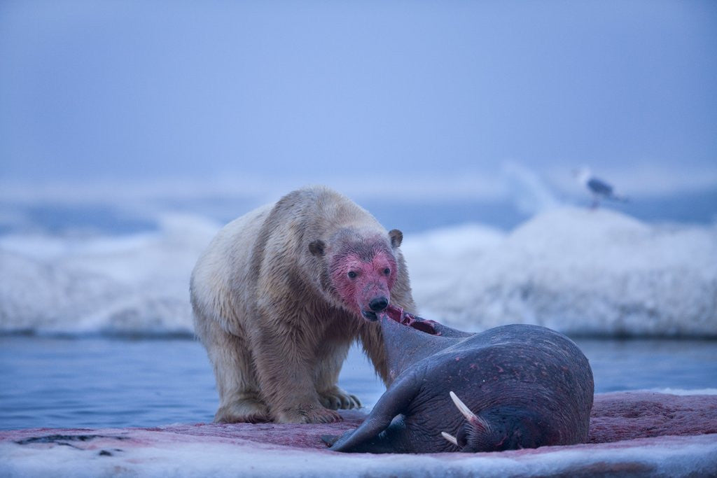 Detail of Polar Bear Feeding on Walrus, Hudson Bay, Nunavut, Canada by Anonymous