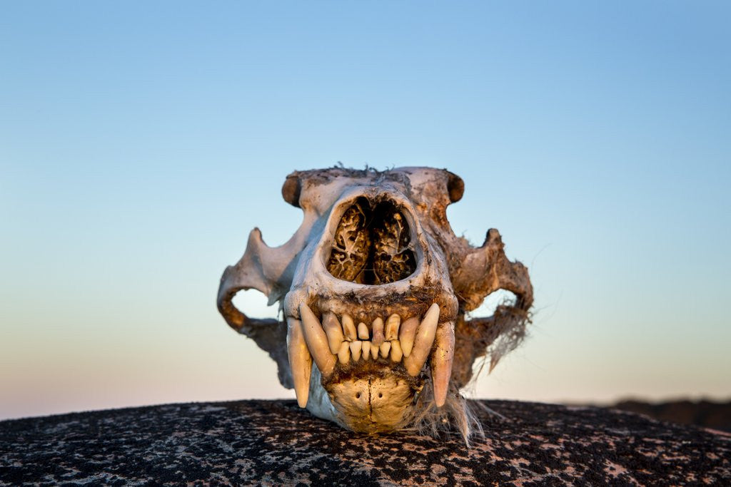 Detail of Polar Bear Skull, Hudson Bay, Nunavut, Canada by Anonymous