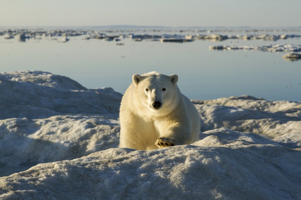 Detail of Polar Bear, Hudson Bay, Nunavut, Canada by Anonymous