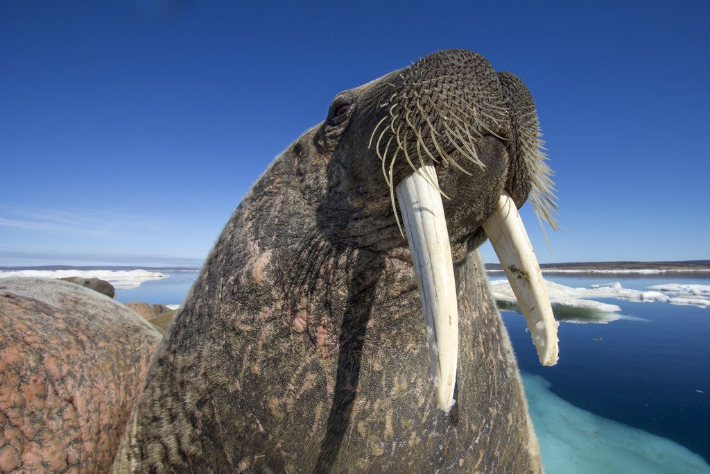 Detail of Walrus, Hudson Bay, Nunavut, Canada by Anonymous