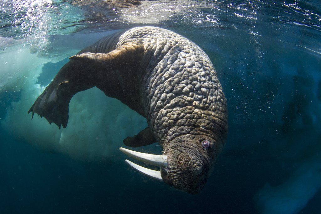 Detail of Underwater View of Walrus, Hudson Bay, Nunavut, Canada by Anonymous