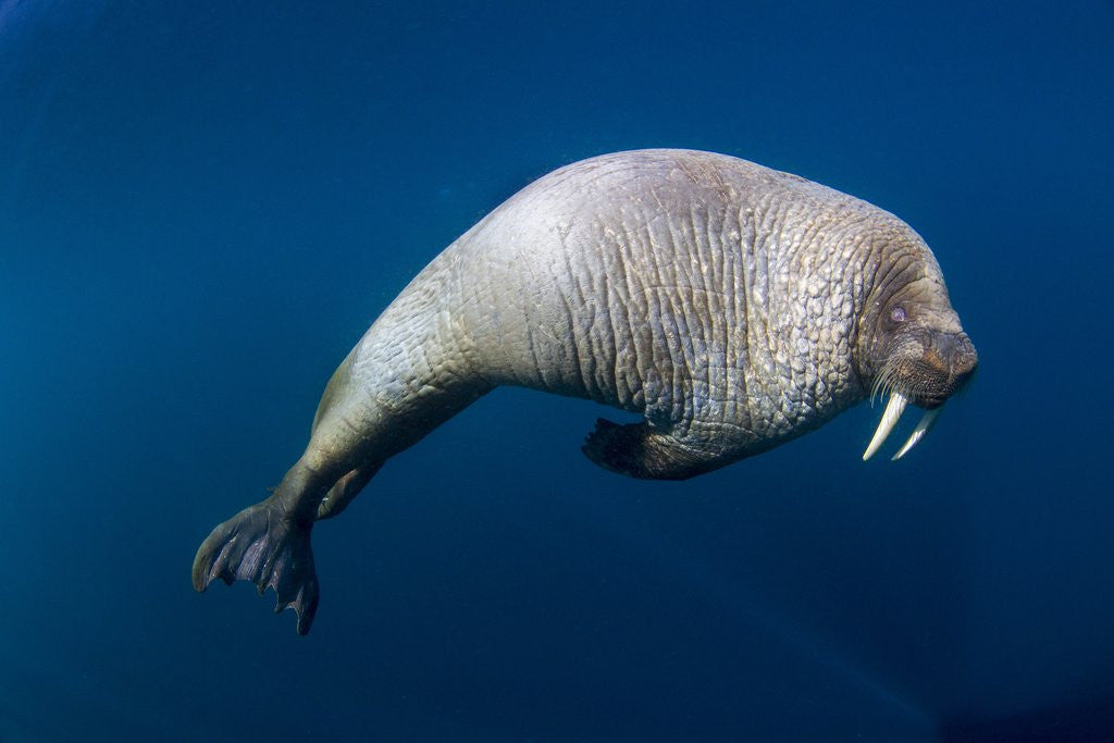 Detail of Underwater View of Walrus, Hudson Bay, Nunavut, Canada by Anonymous