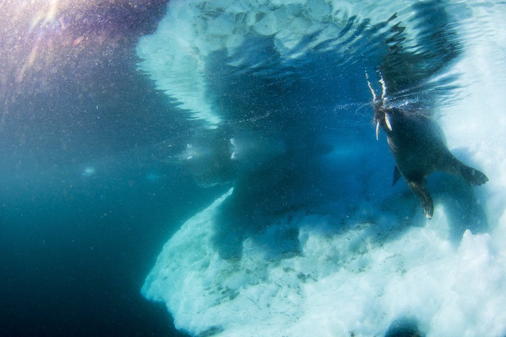 Detail of Underwater View of Walrus, Hudson Bay, Nunavut, Canada by Anonymous