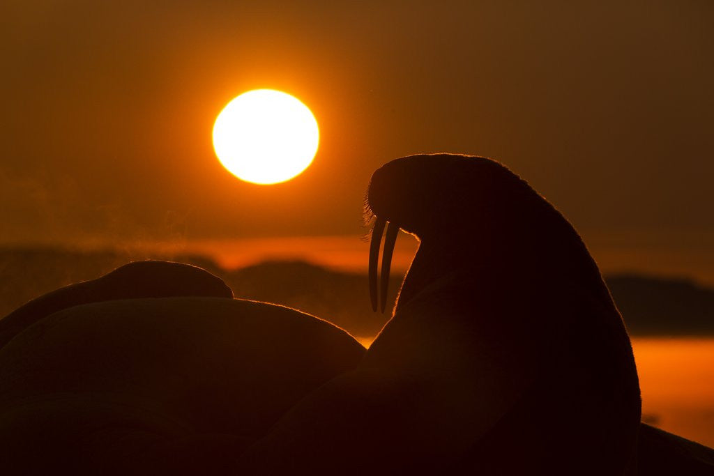 Detail of Walrus, Hudson Bay, Nunavut, Canada by Anonymous