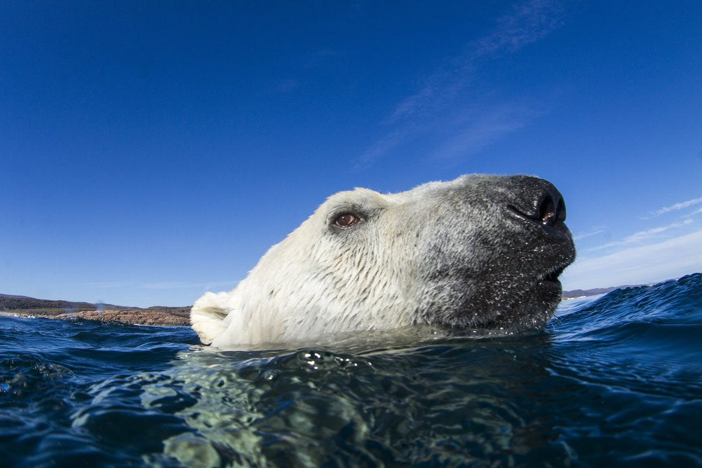 Detail of Polar Bear, Nunavut, Canada by Corbis
