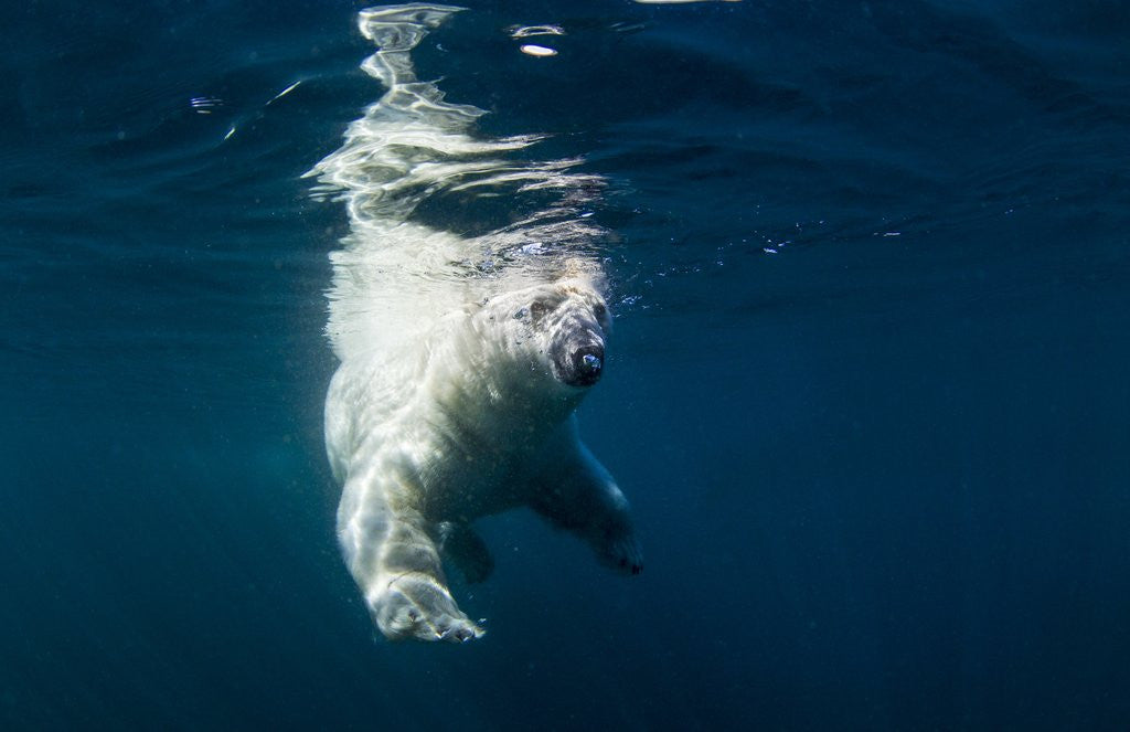 Detail of Underwater Polar Bear, Nunavut, Canada by Corbis
