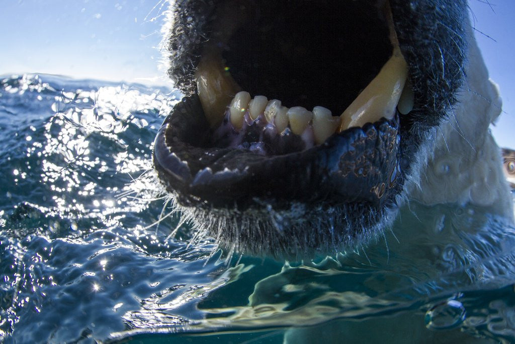 Detail of Polar Bear, Nunavut, Canada by Anonymous