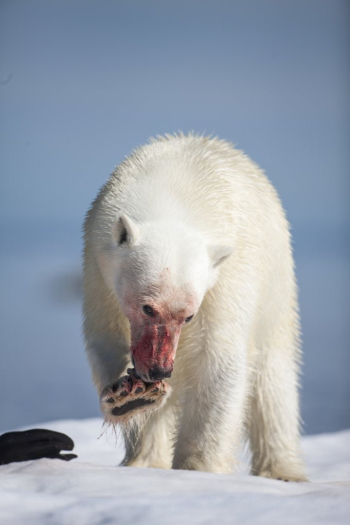 Detail of Polar Bear, Nunavut, Canada by Corbis