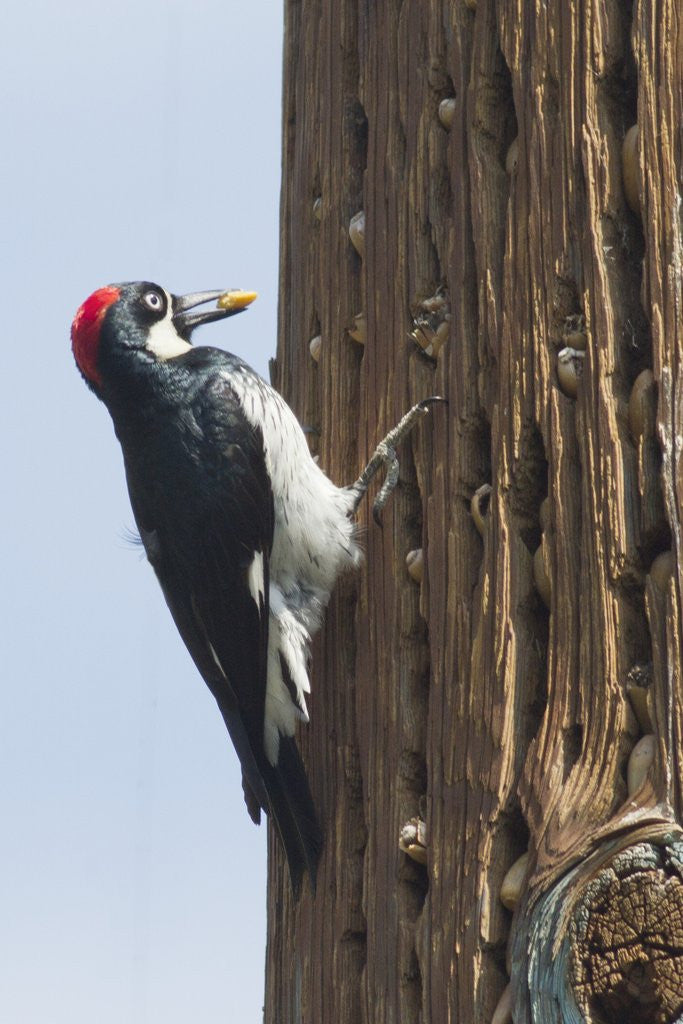 Detail of Acorn Woodpecker with acorn in its bill by Anonymous