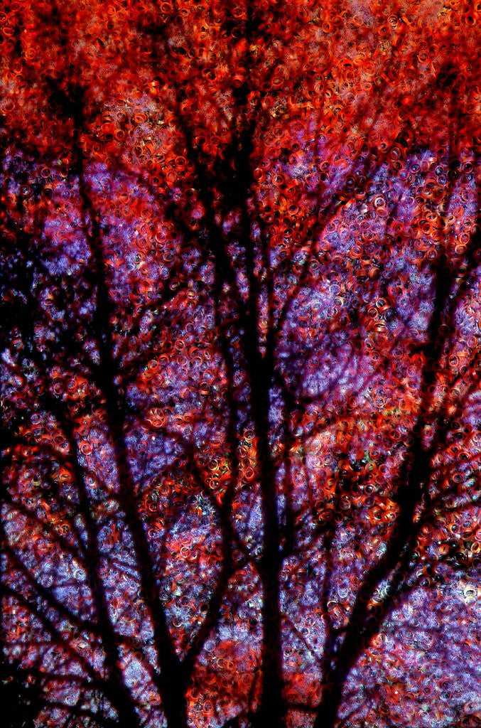 Detail of Nature by Anonymous