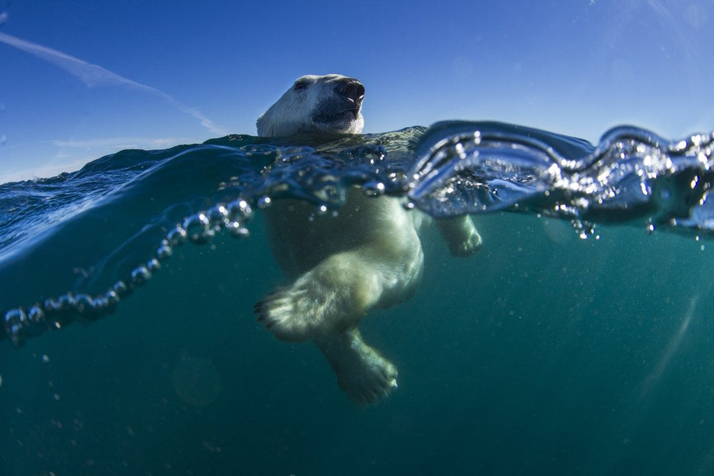 Detail of Polar Bear, Hudson Bay, Nunavut, Canada by Anonymous
