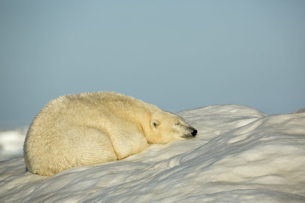 Detail of Polar Bear, Hudson Bay, Nunavut, Canada by Anonymous