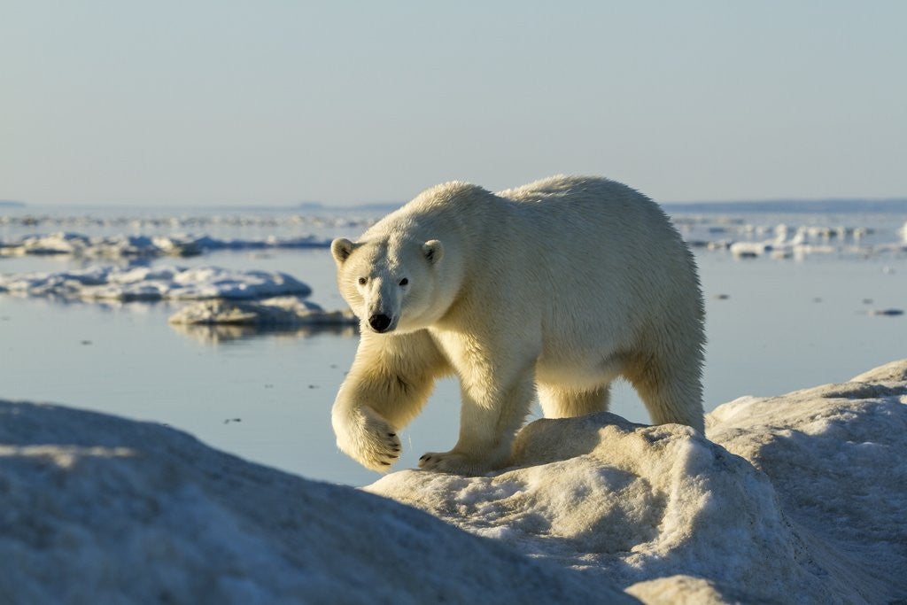 Detail of Polar Bear, Hudson Bay, Nunavut, Canada by Anonymous