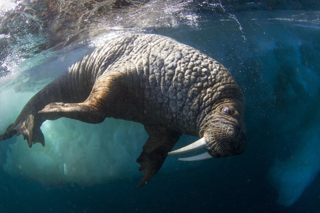 Detail of Underwater View of Walrus, Hudson Bay, Nunavut, Canada by Anonymous