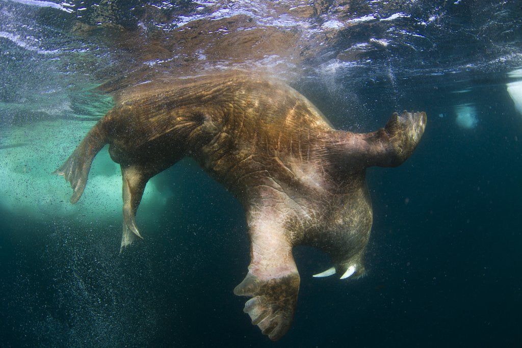 Detail of Underwater View of Walrus, Hudson Bay, Nunavut, Canada by Anonymous