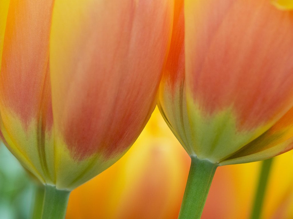 Detail of Closeup of tulip. by Anonymous