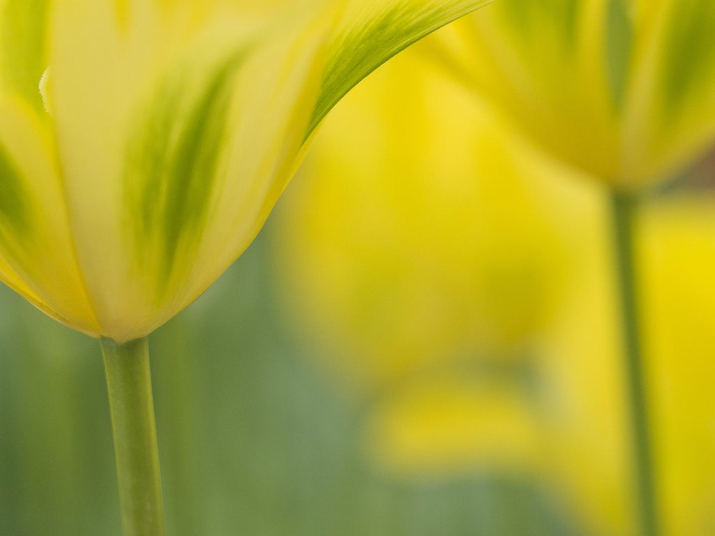 Detail of Closeup of tulip. by Anonymous