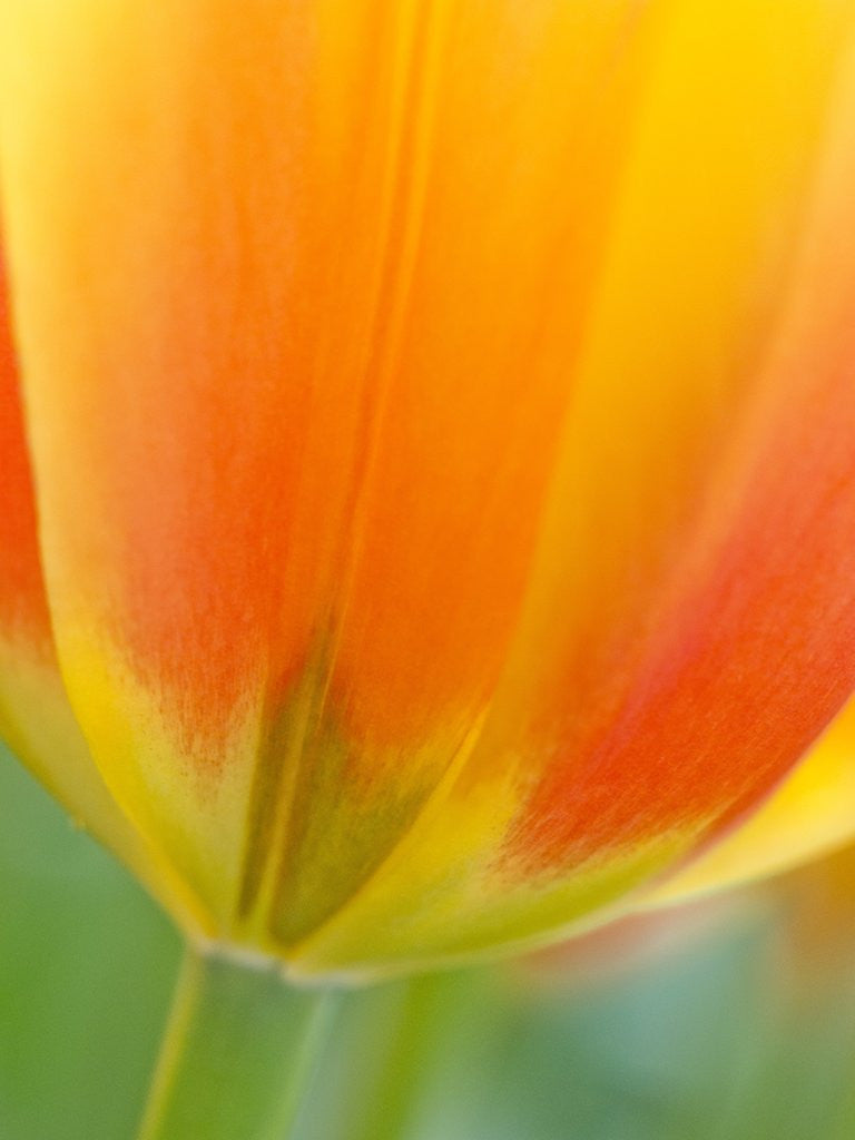 Detail of Closeup of tulip. by Anonymous