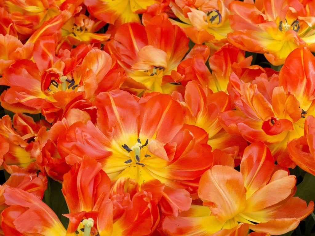 Detail of Bright orange tulips with their blossoms open. by Anonymous
