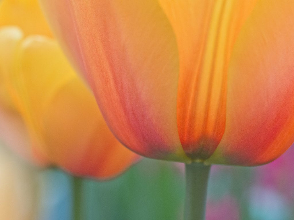 Detail of Closeup of tulip. by Anonymous
