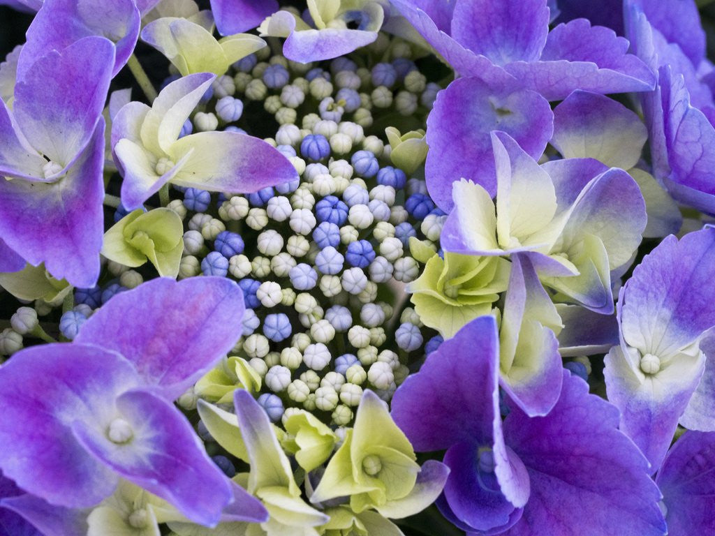 Detail of Closeup of a lacecap Hydrangea (Hydrangea macrophylla normalis). by Anonymous