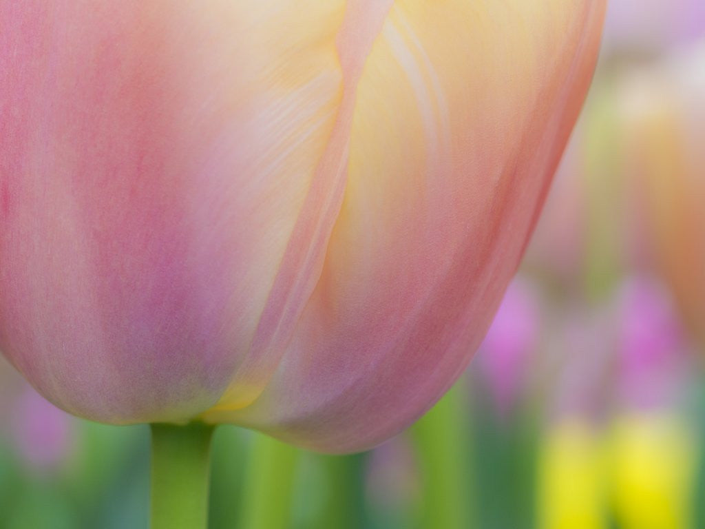 Detail of Closeup of tulip. by Anonymous