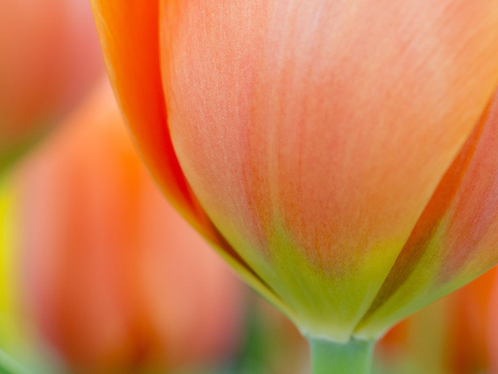 Detail of Closeup of tulip. by Anonymous
