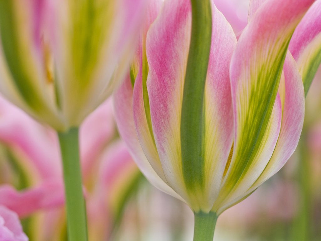 Detail of Closeup of tulipa 'Virichic'. by Anonymous