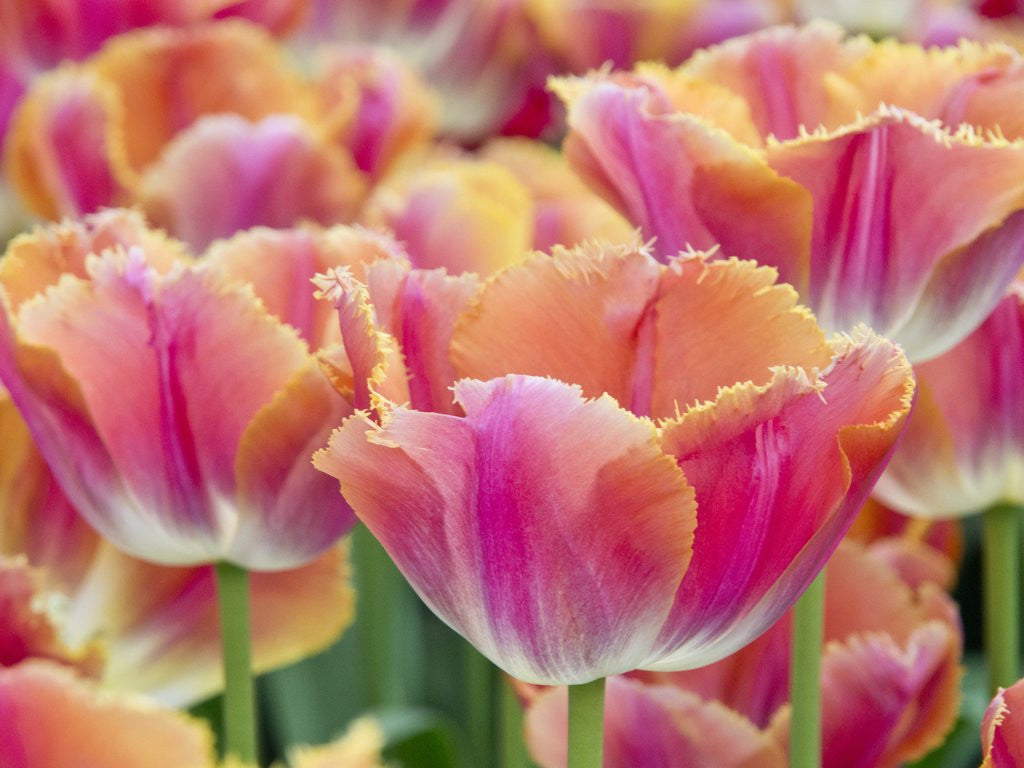 Detail of Closeup of tulipa 'Sunset Miami'. by Anonymous
