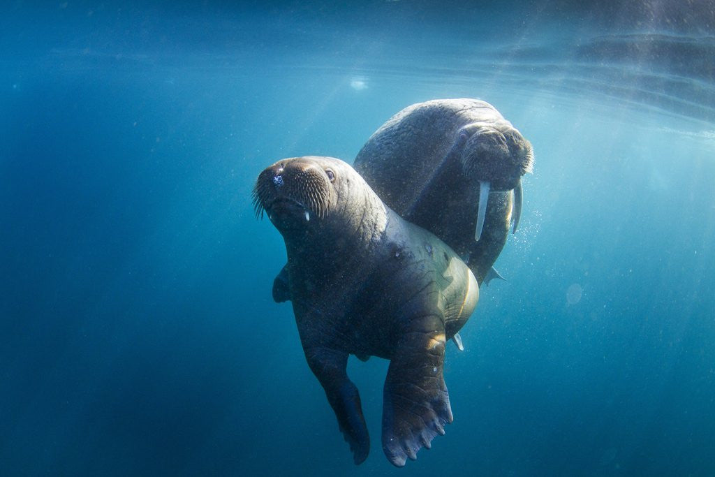 Detail of Walrus and Calf, Hudson Bay, Nunavut, Canada by Anonymous