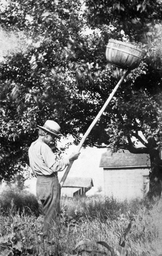 Detail of Senior man harvests apples, ca. 1926. by Anonymous